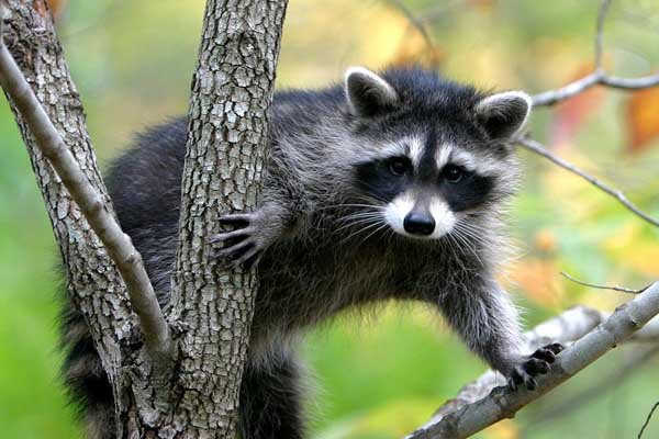 果子狸现身重庆阴条岭，它的外形有何特征？