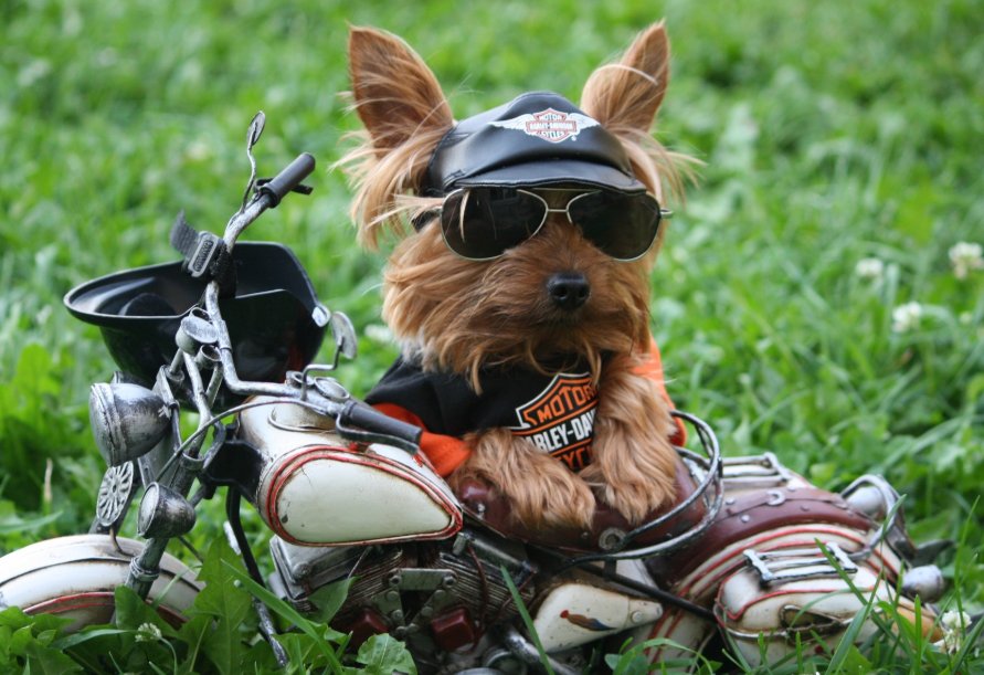 女狗狗名字大全洋气