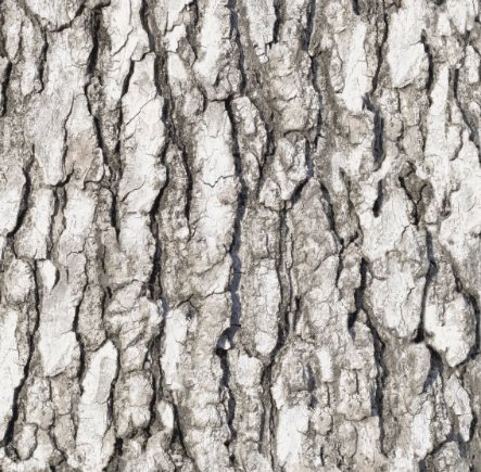 什么树皮可以用来种兰花？