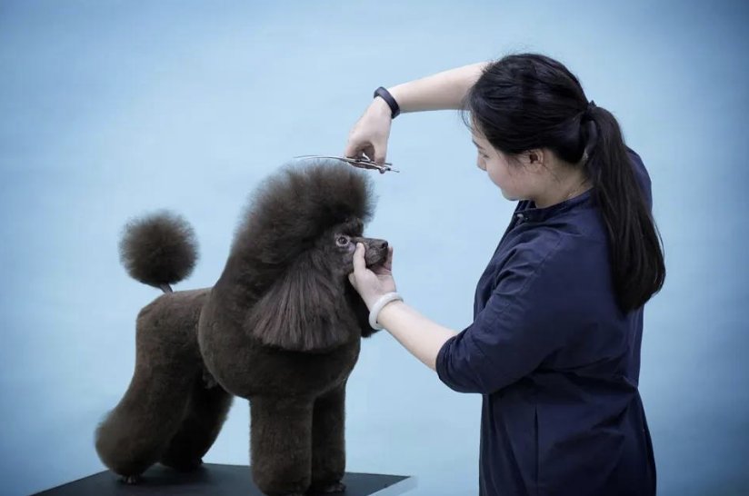 宠物美容学校排行榜前十名