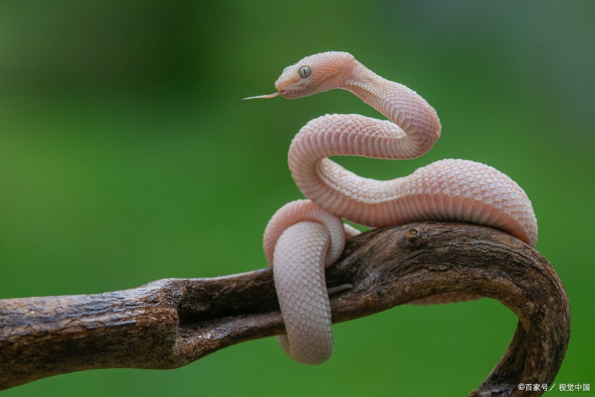贪婪成性指什么生肖动物