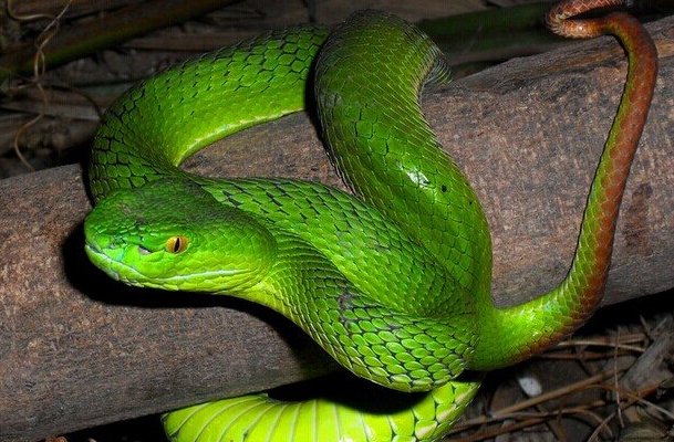 轻浪浮薄打一个生肖