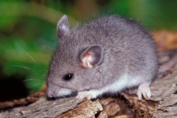 果如其言代表什么生肖