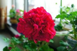 冰心聊的特色功能