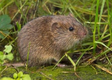 为什么蛇会进屋子里来呢？