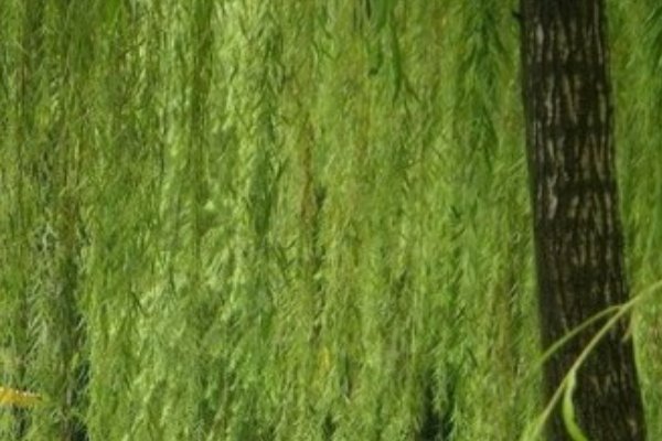 仿写柳树妈妈传播种子的办法的句子