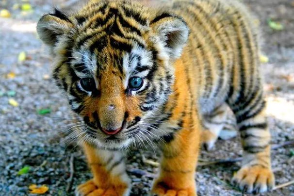 起居无时什么生肖动物