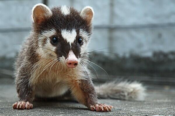 果子狸现身重庆阴条岭，它的外形有何特征？