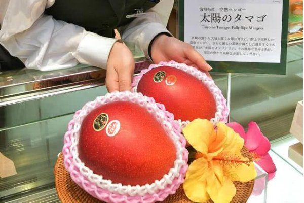 两颗芒果卖出1.2万元，什么芒果能卖这么贵？