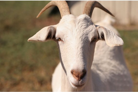 阿谀奉承打一生肖动物