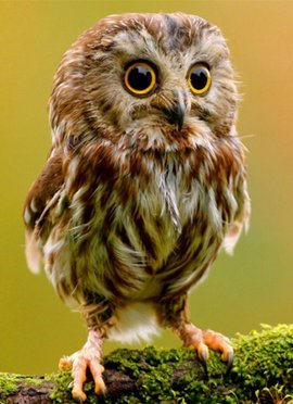 什么猫两条腿(打一字)