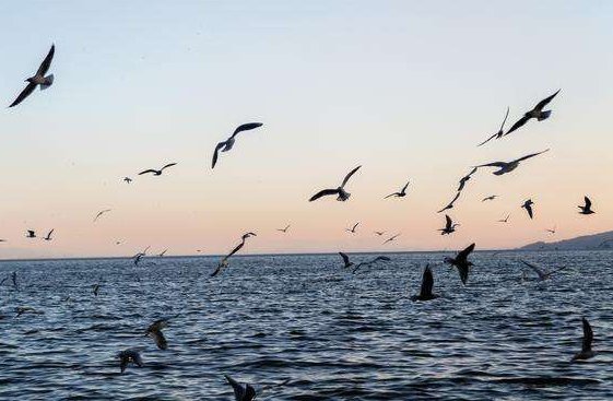 群鸟飞过的湖面动静之美写一段话