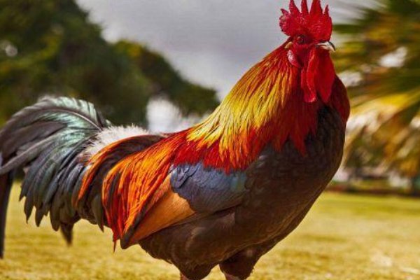 果如其言代表什么生肖