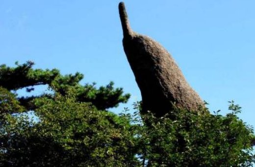 黄山奇石中的狮子抢球的含义是什么？