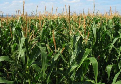 安徽警方迅速行动！玉米地里8人当场被抓，他们违反了哪些法律规定？