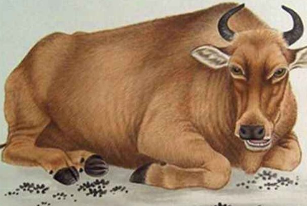 起居无时什么生肖动物