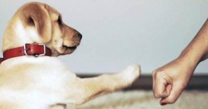 剪刀石头布摸身体部位的游戏