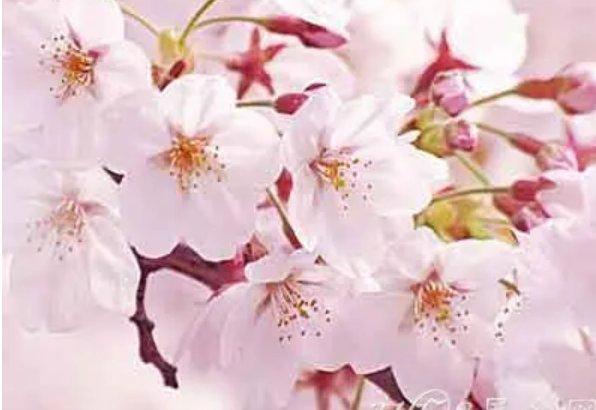 乳色吐息樱花未增删带翻译有翻译樱花