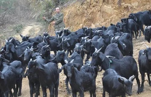 禁野2年后的华农兄弟：主业变养羊，他们靠养羊这两年赚了多少？