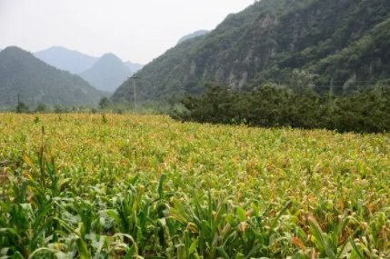 安徽警方迅速行动！玉米地里8人当场被抓，他们违反了哪些法律规定？