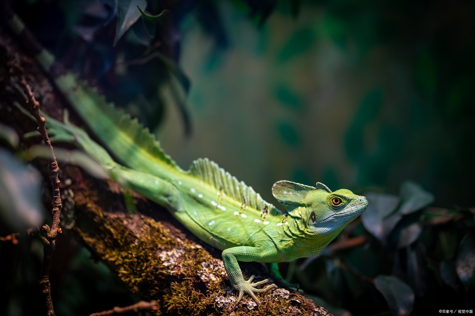 黄金角蛙寿命有多长，小蛙养几个月算是成年？
