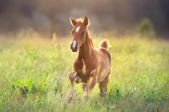 2岁的小马有多高