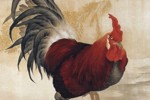 钻皮出羽属什么生肖