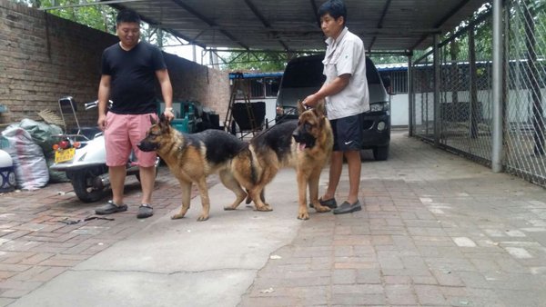 中牧在线的主要栏目