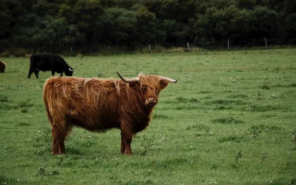 红日高升打一正确生肖