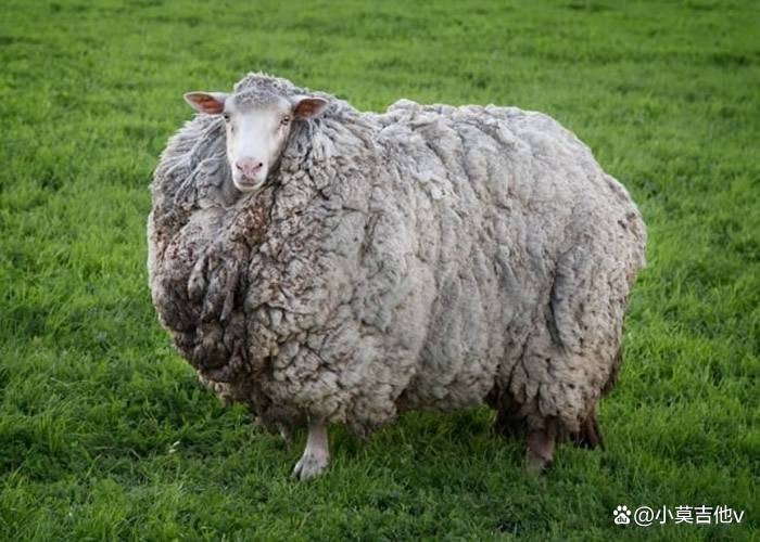 骑在羊背上的国家，指的是哪个国家？