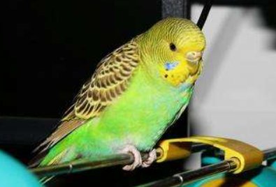 虎皮鹦鹉有哪些叫声