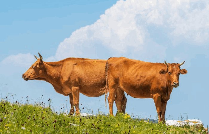 金花属什么生肖