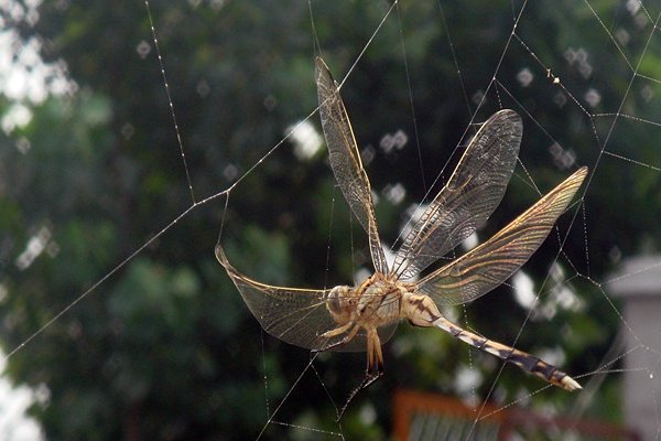 自投罗网指的是什么