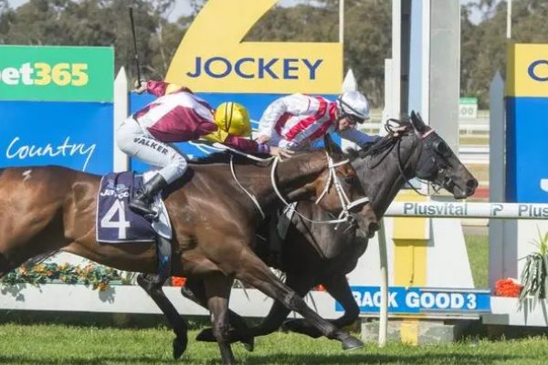 jockey中文是什么