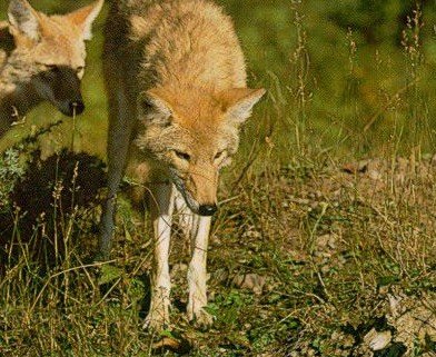 狈是什么动物？