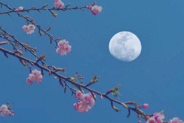 花前月下的意思解释