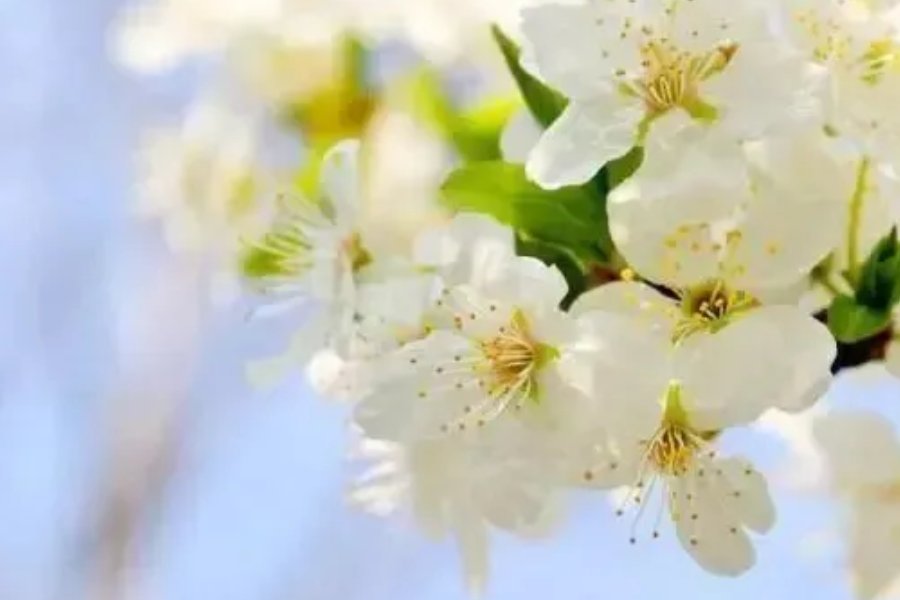 三月不负春光的唯美句子