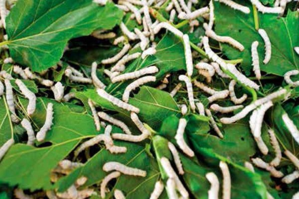 桑麻是什么意思含义