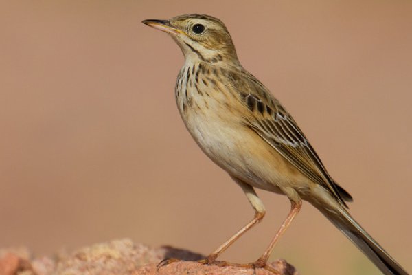 宿鸟幽鸣是什么意思?
