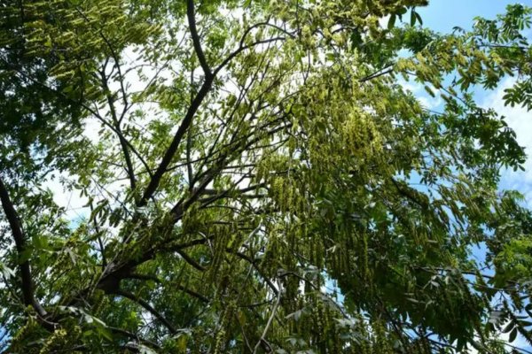 桑麻是什么意思含义