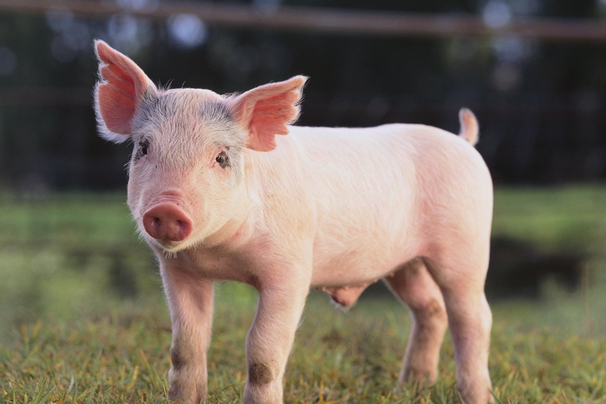 七情六欲是什么生肖呢?