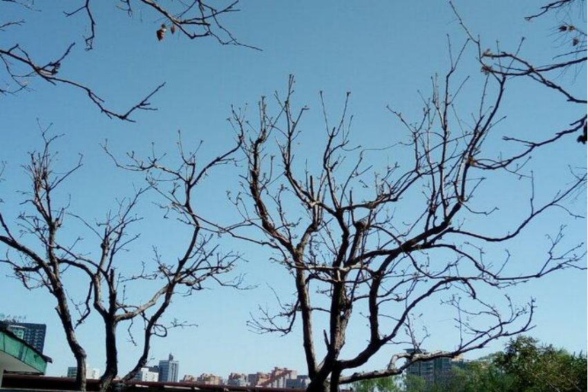 光光溜溜的拼音和意思