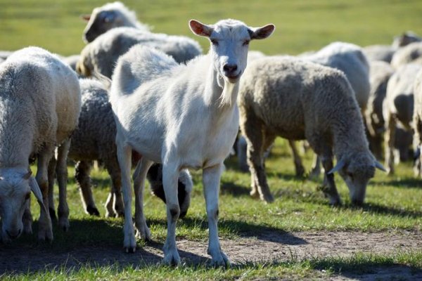 牛羊的象征意义