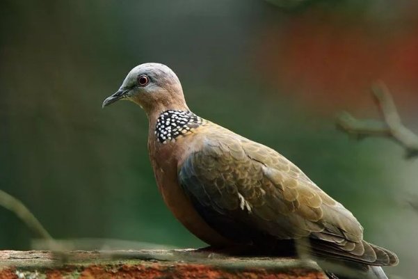 鹁鸪的正确读音