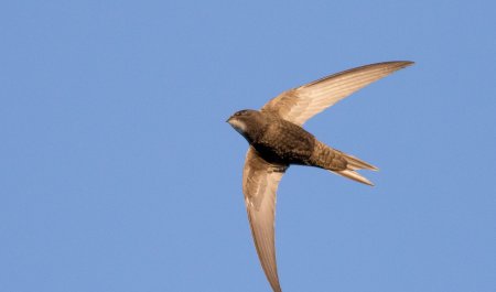 麻利是什么意思