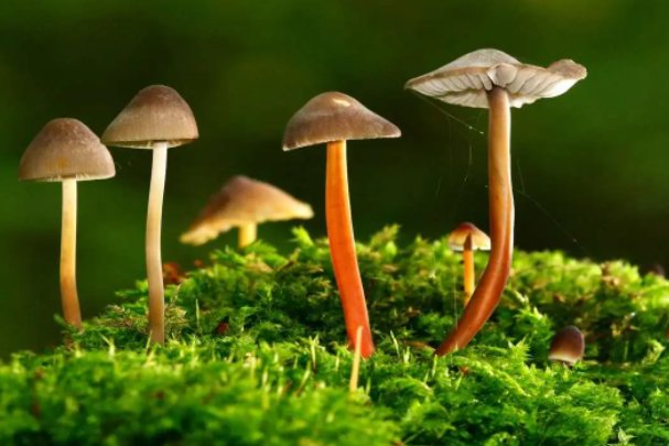 plant是什么意思英语