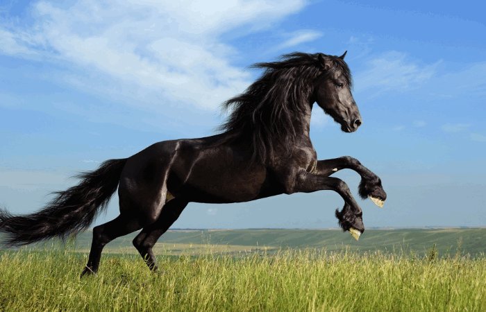 2024年生肖排位表