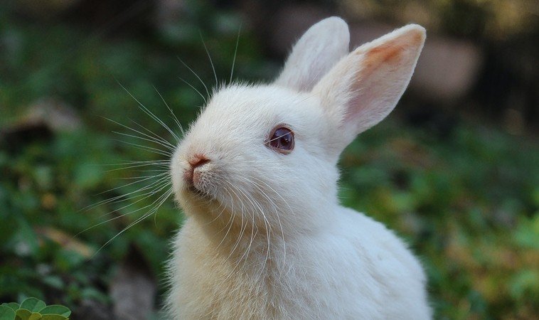 摸不着边打一个生肖