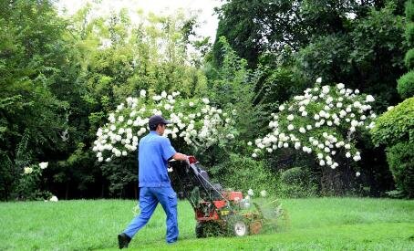 绿手指是什么梗？