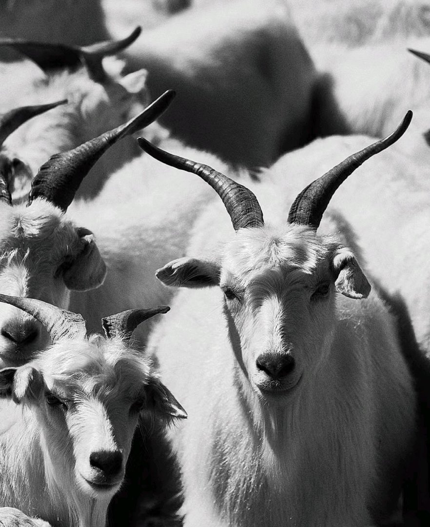 领头羊什么意思?